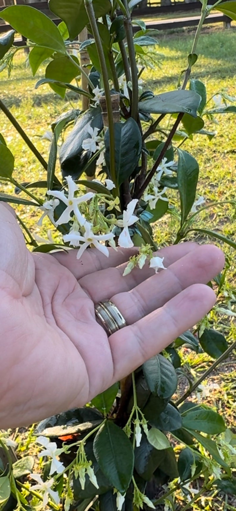 Premium Trachelospermum jasminoides Fragrant Jasmine Plant for Sale 1 Gallon Pot Blooming Flowers image 10