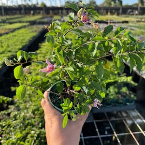 Star Lavender Bonsai - Etsy