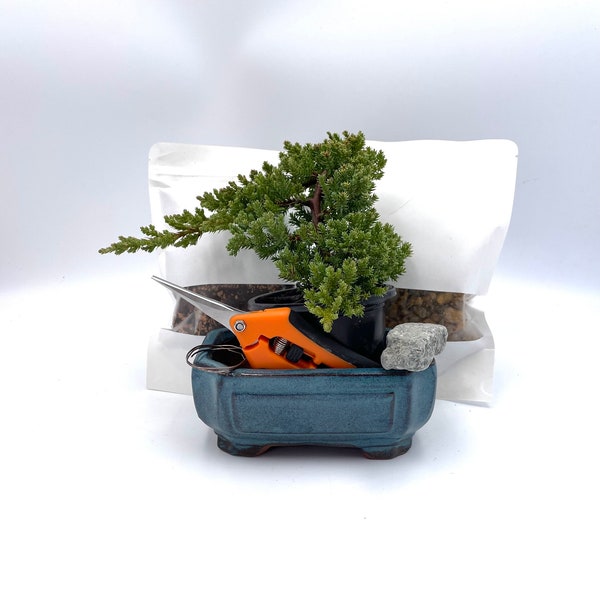 Juniper Bonsai Kit, Build Your Own Bonsai, Complete with a Bonsai Pot, Bonsai Shears, Bonsai Soil, Bonsai Wire and More + Free Shipping