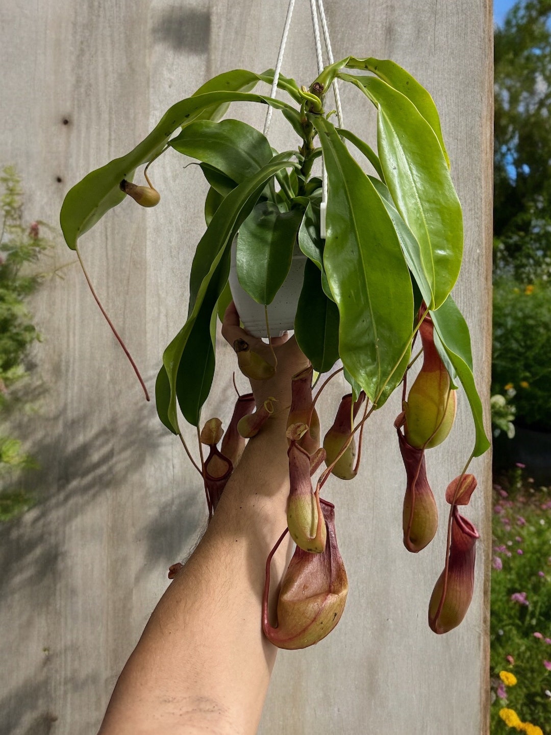 Carnivorous Pitcher Plant Asian Pitcher Plant Alata Pitcher Plant 4
