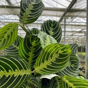 Rare Maranta Leuconeura Lime Plant in 6 Pot Perfect for Home or Office Decor image 4