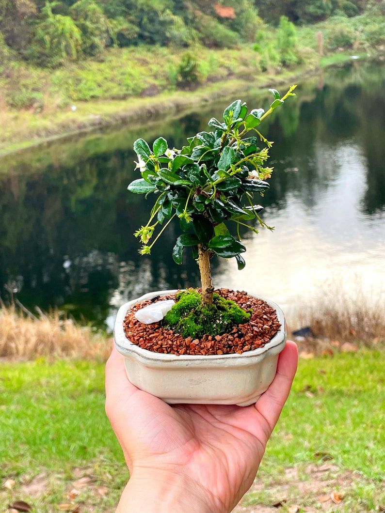 Fukien Tea Bonsai Tree Carmona retusa With Live Moss image 5