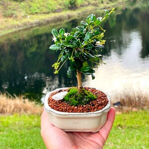 Fukien Tea Bonsai Tree Carmona retusa With Live Moss image 6