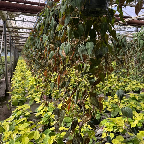 Philodendron Micans: Rare Velvet Leaf Hanging Plant - 8” Pot - Long Vine