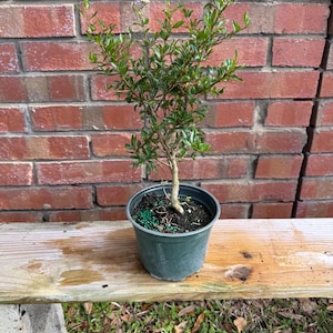 May include: A small green plant with a brown trunk growing in a black plastic pot. The plant is sitting on a wooden bench in front of a brick wall.