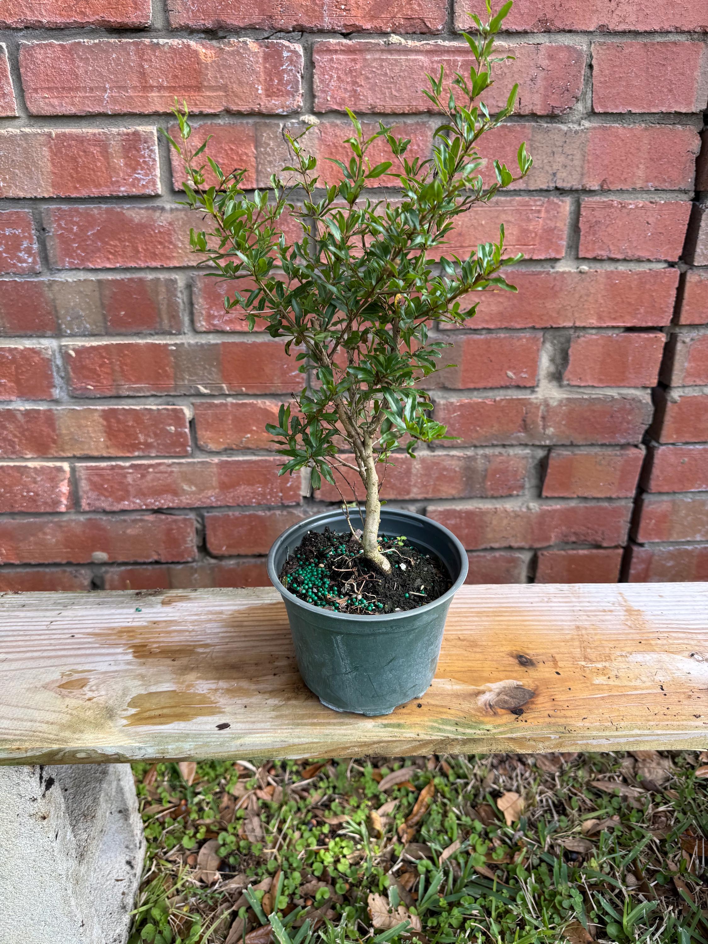 terrassendielen bambus pflege aMbooo Bambus Pflegel 2,5 ltr.  Bambuskontor