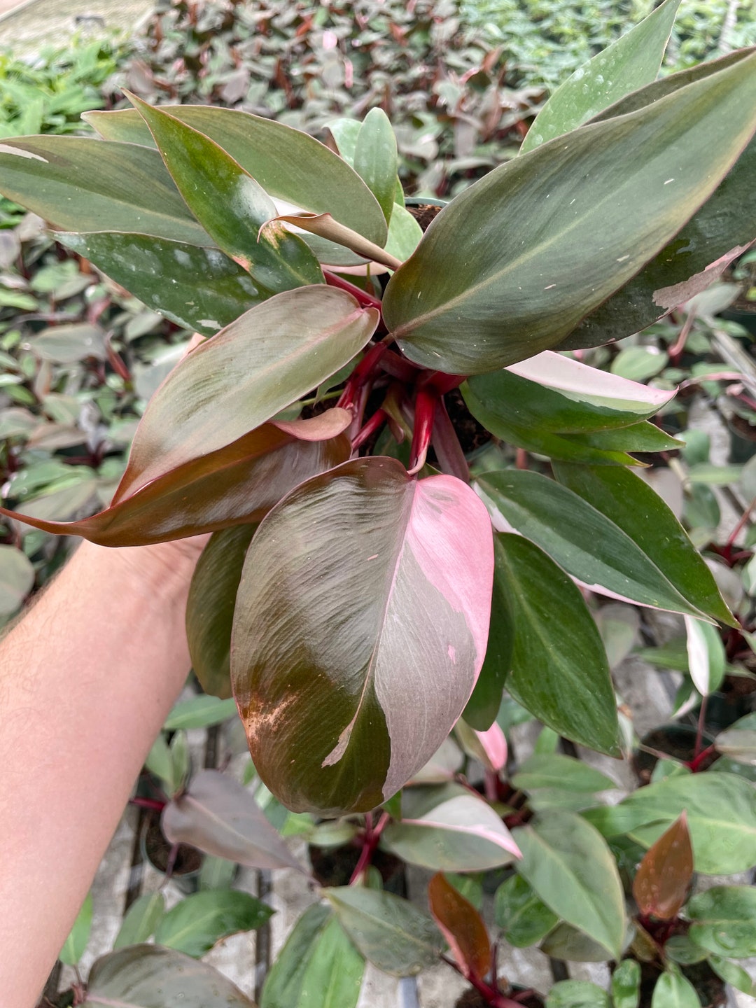 Variegated Pink Princess Philodendron  Rare Indoor Plant