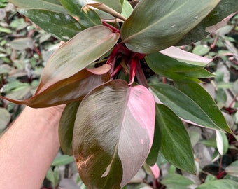 Philodendron Pink Princess Starter Plant (ALL PLANTS Require You to  Purchase 2 Plants!) - Etsy