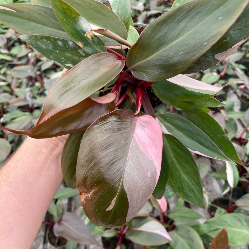 Pink Princess Philodendron - Etsy