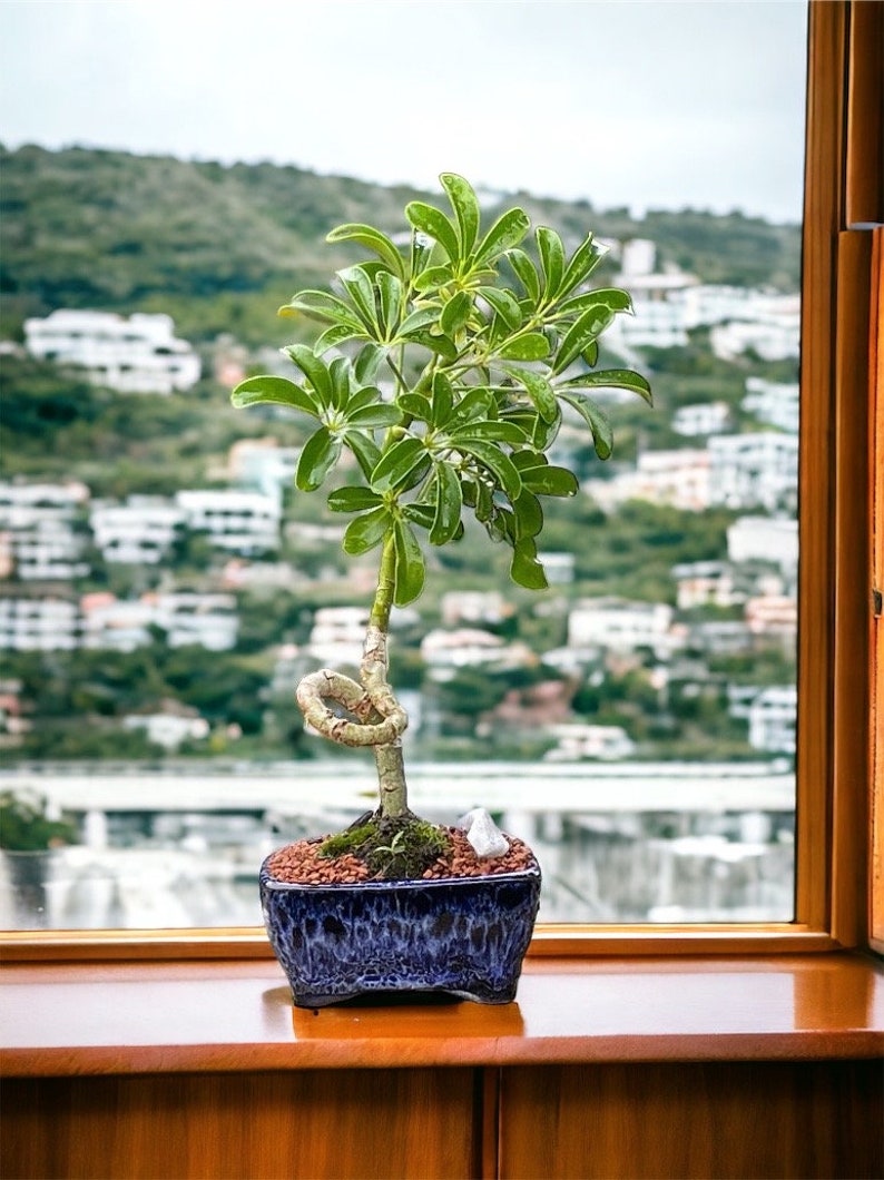 Coiled Umbrella Bonsai Tree Live Moss Included In a Glazed 4'' Bonsai Pot Age 5 image 3