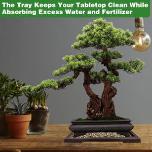 May include: A bonsai tree with green foliage and a brown, weathered trunk, potted in a black ceramic pot with a tray underneath. The tray is designed to catch excess water and fertilizer, keeping the tabletop clean.