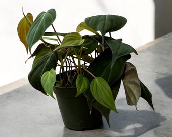 Velvet Leaf Philodendron Micans: Easy Care 4" Houseplant