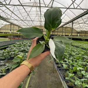 Philodendron White Wizard White Variegation 4'' image 2