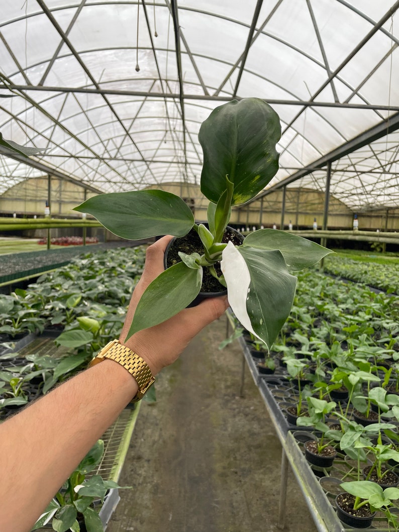 Philodendron White Wizard White Variegation 4'' image 2