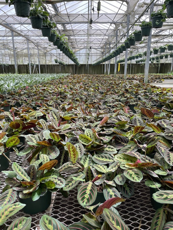 cylindrical snake plant varieties African Spear Plant 'Sansevieria cylindrica' - Shop Online main image 0