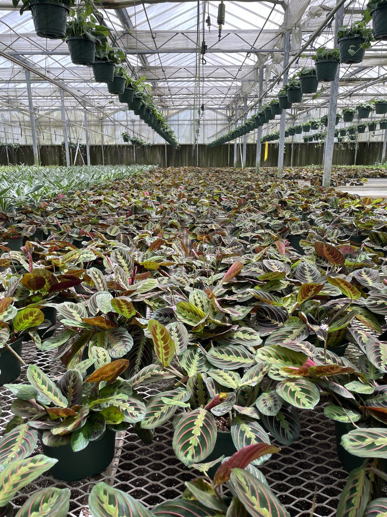 LJPlantNursery Maranta Leuconeura Prayer Plant - Thumbnail 2