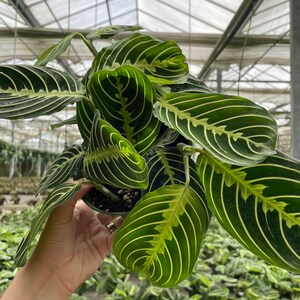 Rare Maranta Leuconeura Lime Plant in 6 Pot Perfect for Home or Office Decor image 3