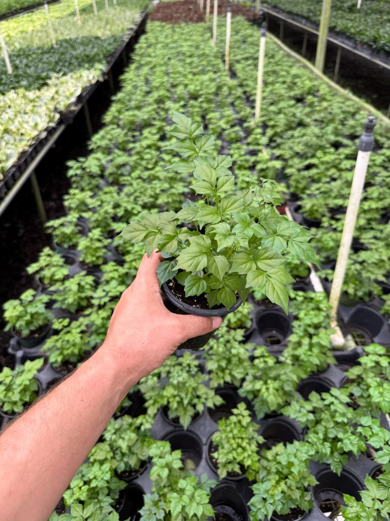 LJPlantNursery China Doll Plant - Thumbnail 2