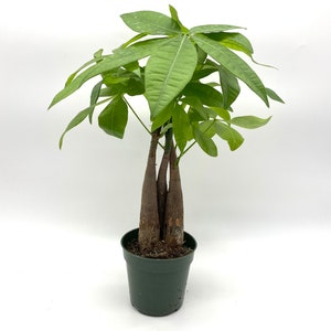 Braided Money Tree | Indoor Decor Plant | Good Luck Tree | Easy Care | Feng Shui | Summer Plant Sale| Live Plant | Housewarming Gift
