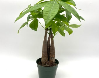 Braided Money Tree | Indoor Decor Plant | Good Luck Tree | Easy Care | Feng Shui | Summer Plant Sale| Live Plant | Housewarming Gift