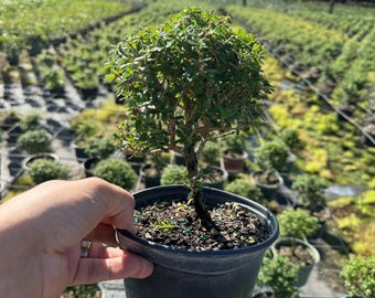 Bahama Berry Pre-bonsai Tree | Fragrant White Flowers | 13" Tall - Etsy