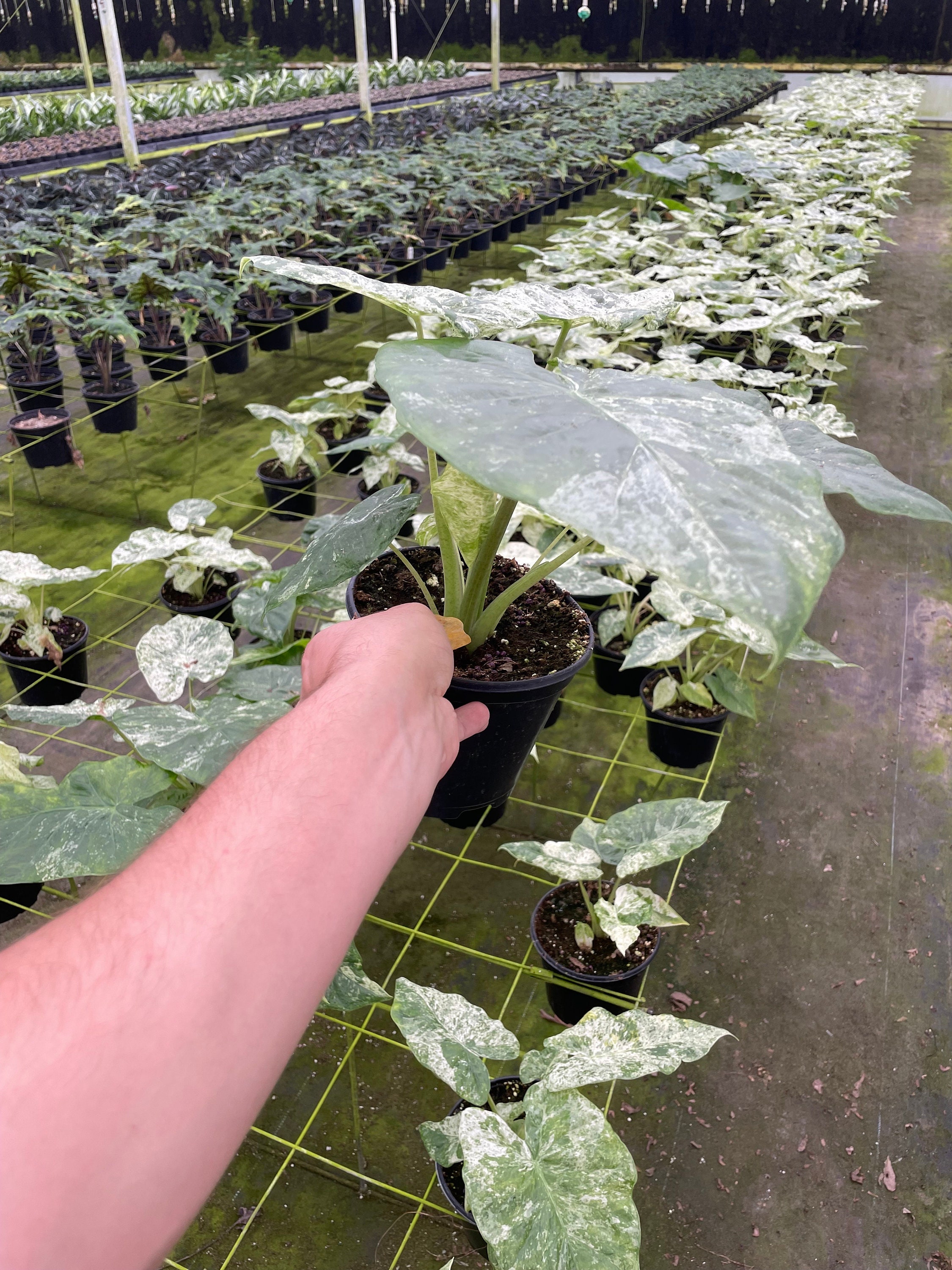 Alocasia Blizzard – Snowy White Foliage - Extra Variagation - 6