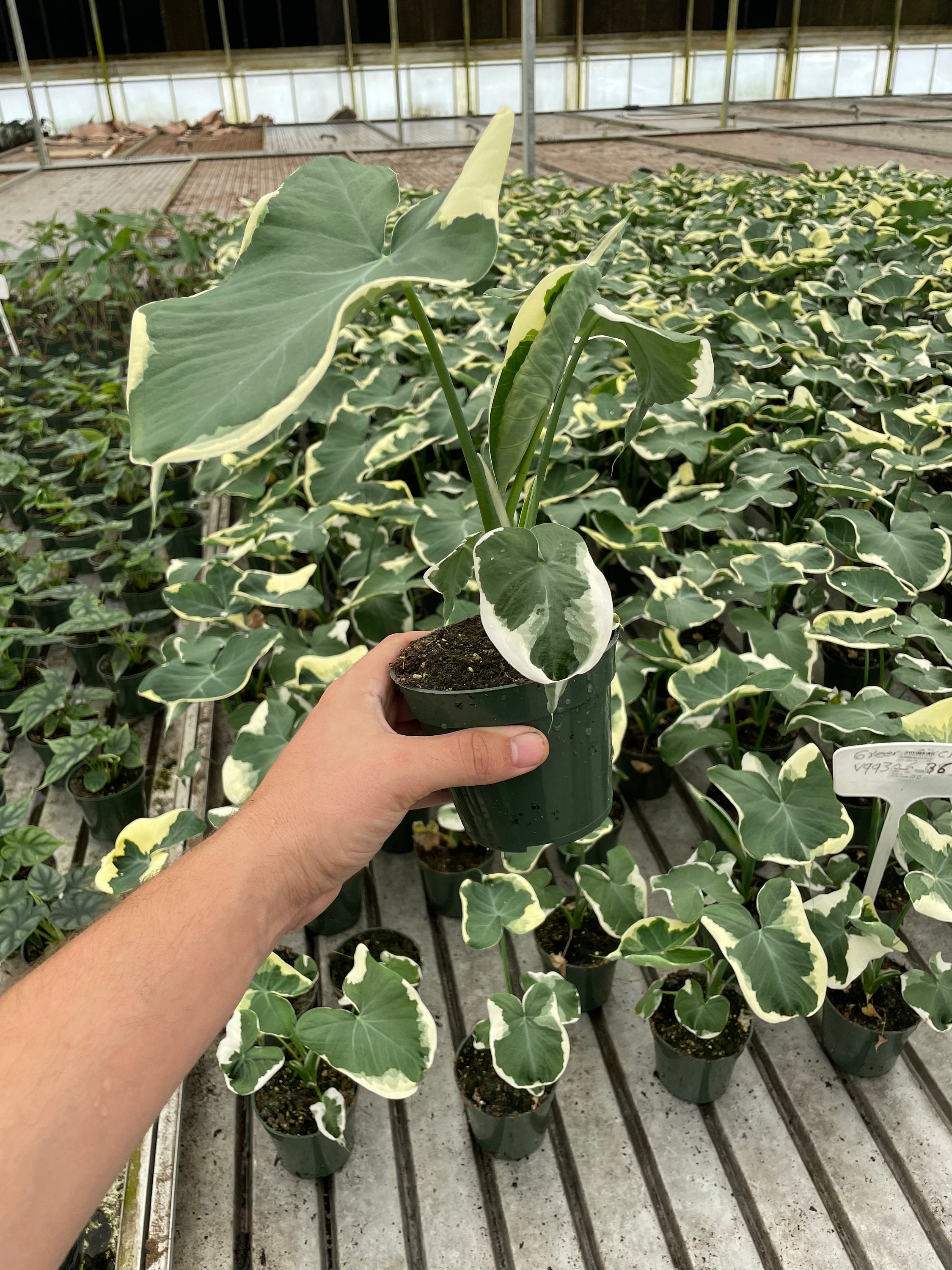 Alocasia Mickey Mouse - Xanthosoma Albo Variegata - Live House