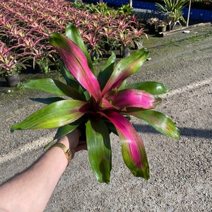 Bromeliad Donna - Pink & Green