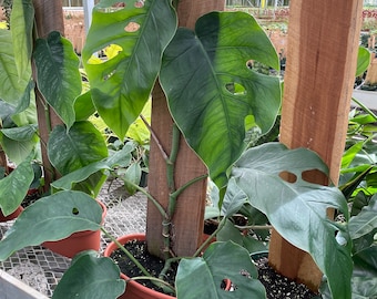 Rare Monstera Dubia Plant: Fully Rooted Indoor Plant