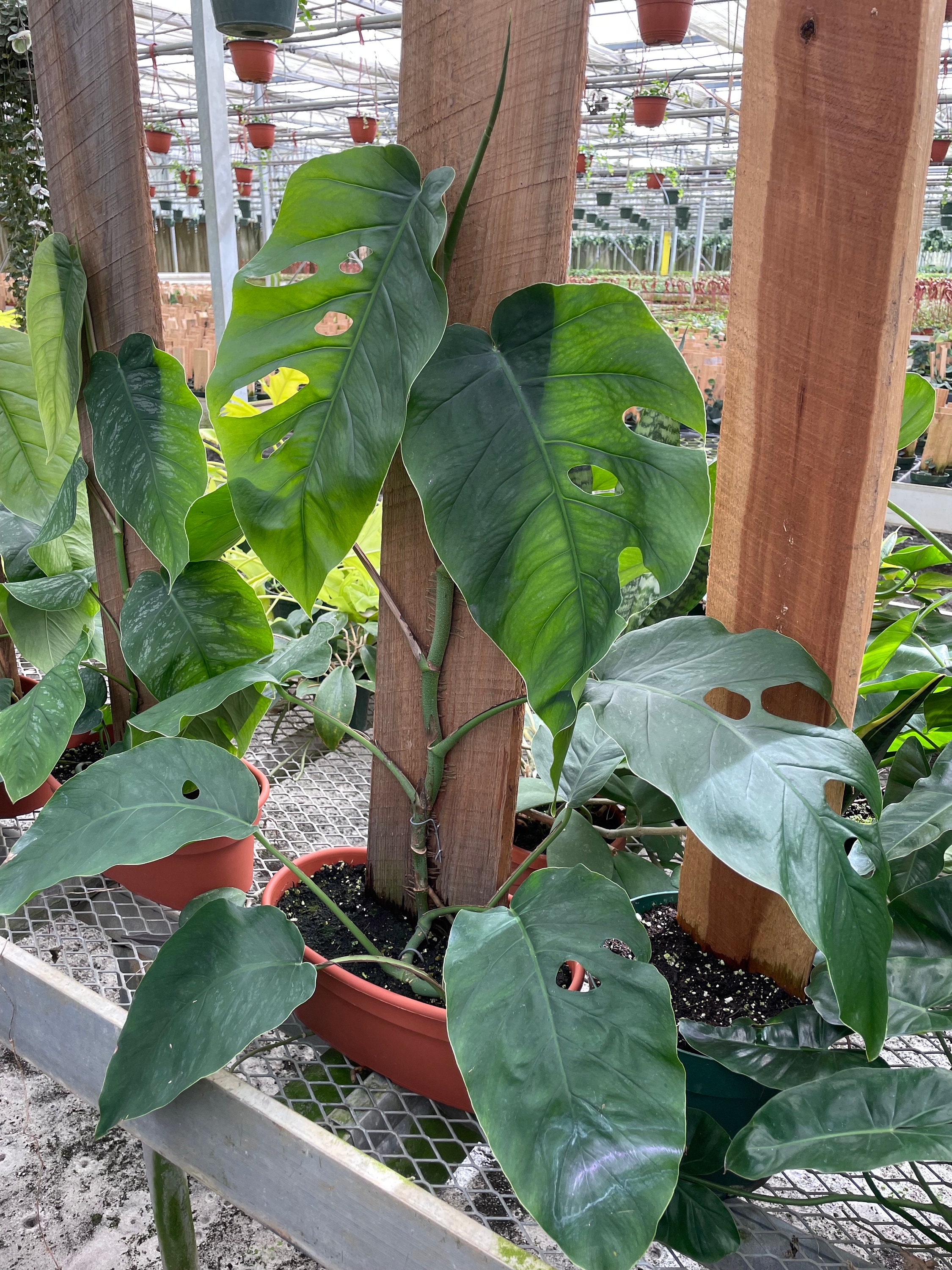 Rare Monstera Dubia Plant: Fully Rooted Indoor Plant - Etsy