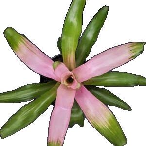 May include: A pink and green bromeliad plant with long, pointed leaves. The plant is in a black pot.