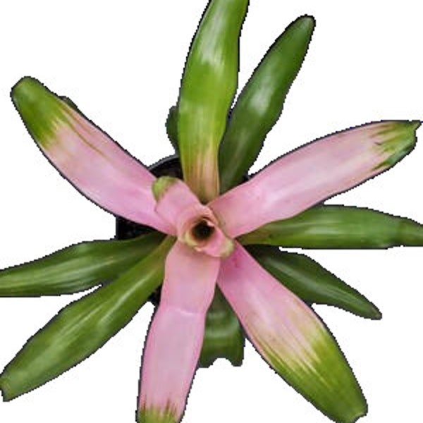 Bromeliad Cotton Candy - Neoregalia - Pink and Green Bromeliad - 6'' Pot - Extra Large