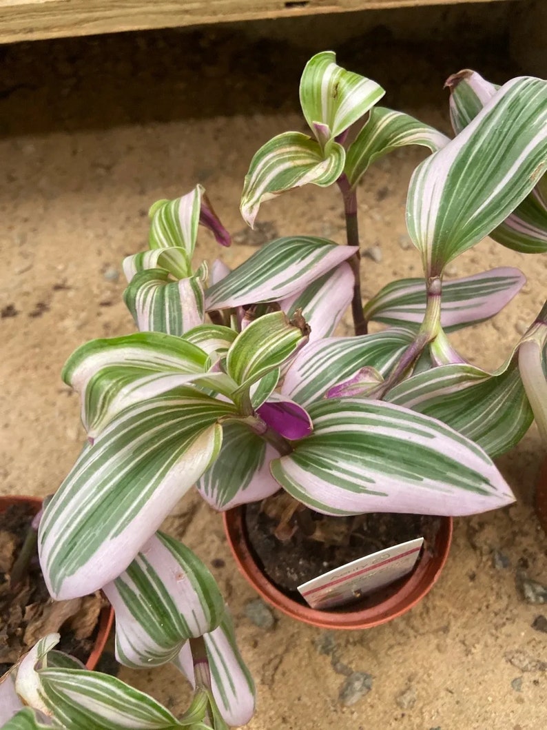 LJPlantNursery Tradescantia Zebrina Plant - Thumbnail 2