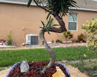 S-shaped Podocarpus Bonsai Tree: 10-year-old Plum Pine, 20'' Tall