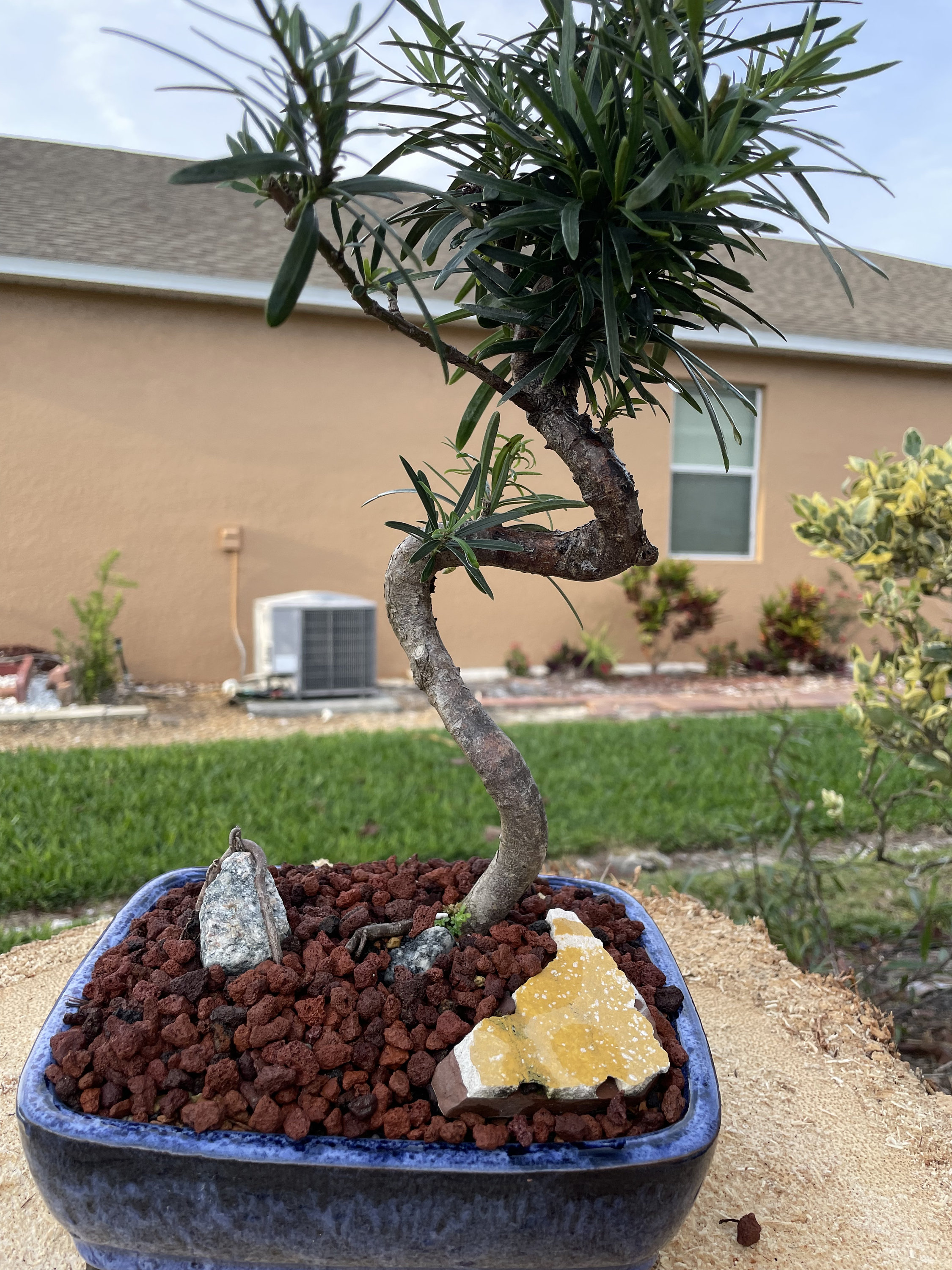 S-shaped Podocarpus Bonsai Tree: 10-year-old Plum Pine, 20'' Tall