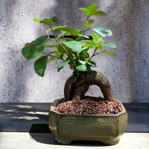 May include: A green bonsai tree with a thick, gnarled trunk in a green ceramic pot. The tree is in a small pot and is sitting on a dark surface.