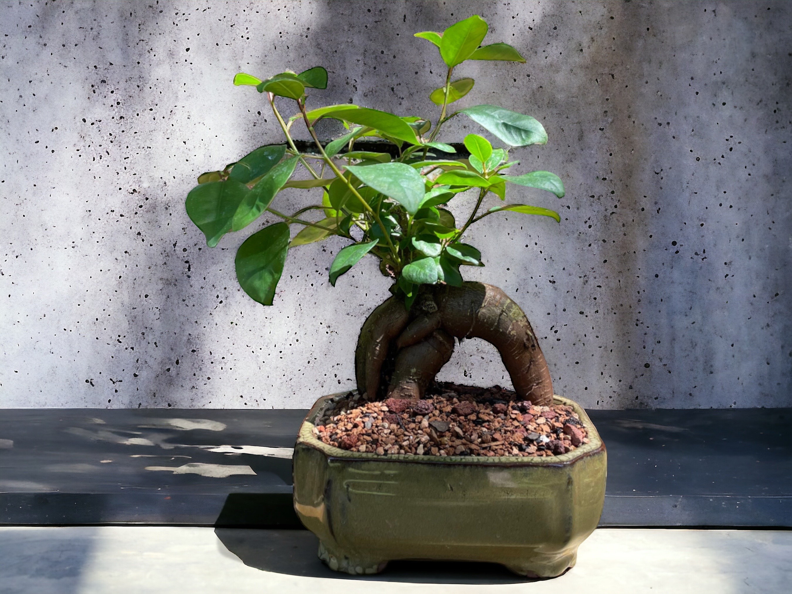 Live Gensing Ficus Bonsai Tree, Ficus Microcarpa Ginseng Bonsai, Ficus Bonsai Species, Low-Maintenance Bonsai Tree, Bonsai Tree For Sale