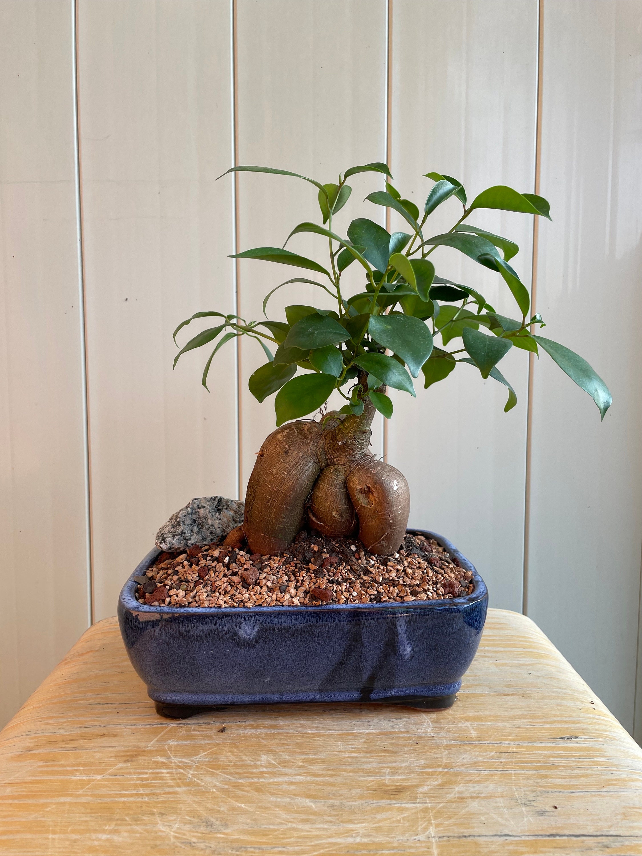 Ginseng Ficus Bonsai, 7-year Indoor Live Plant - Etsy
