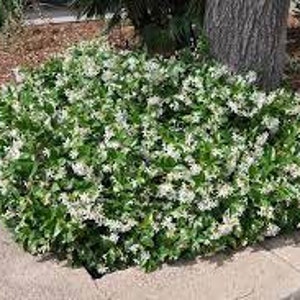 tar-shaped Flowers of Trachelospermum jasminoides
Glossy Foliage of Trachelospermum jasminoides
Fragrant Trachelospermum jasminoides Vine