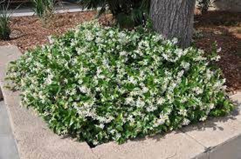 tar-shaped Flowers of Trachelospermum jasminoides
Glossy Foliage of Trachelospermum jasminoides
Fragrant Trachelospermum jasminoides Vine