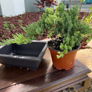 Bonsai Kit with Premium Juniper Plant and Tools