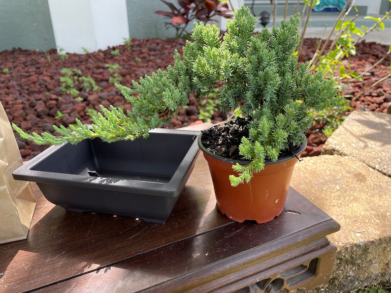 Bonsai Kit with Premium Juniper Plant and Tools