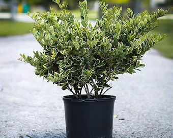 Ligustrum japonicum 'Jack Frost' in a 1 gallon pot - Evergreen Shrub for Hedges, Borders, and Privacy Screening - Extra Large