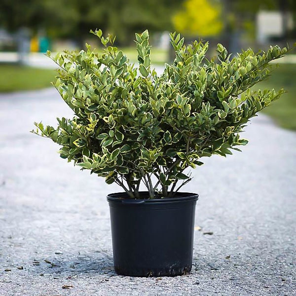 Image of Ligustrum japonicum in a pot