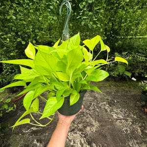 Side view of Neon Pothos in a hanging basket, highlighting its cascading vines.