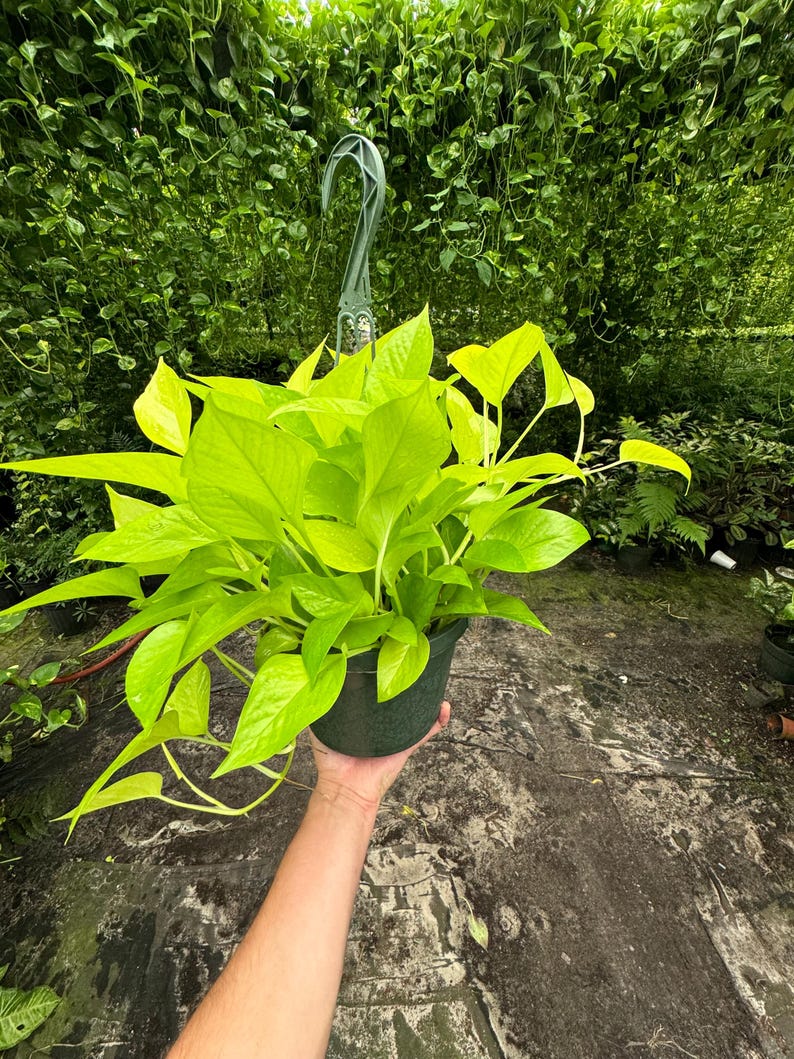 Side view of Neon Pothos in a hanging basket, highlighting its cascading vines.