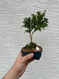Mount Fuji Serissa Bonsai Tree: White Flowering, 4" Glazed Pot
