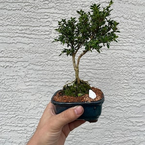 May include: A small green bonsai tree in a blue ceramic pot. The tree has a thick trunk and many branches with small green leaves. The pot is sitting on a bed of brown gravel and moss.