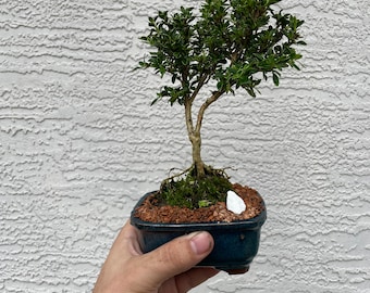 Mount Fuji Serissa Bonsai Tree - White Flowering Bonsai - 4 Inch Glazed Bonsai Pot with Live Moss