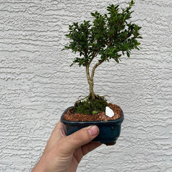 Mount Fuji Serissa Bonsai Tree - White Flowering Bonsai - 4 Inch Glazed Bonsai Pot with Live Moss